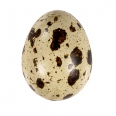 Ouă de incubație - prepeliță - ALB ENGLEZ