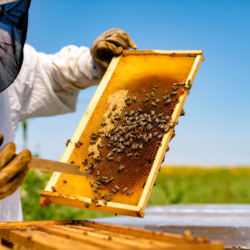 Ce trebuie să vă asigurați înainte de a începe apicultura