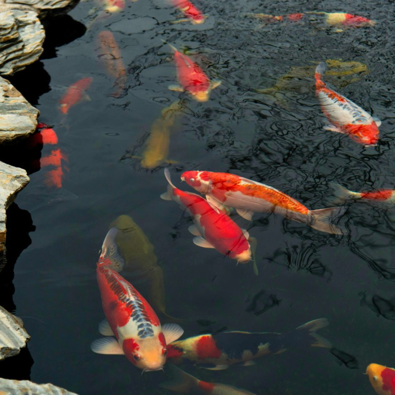 Cum să crești crapi Koi?