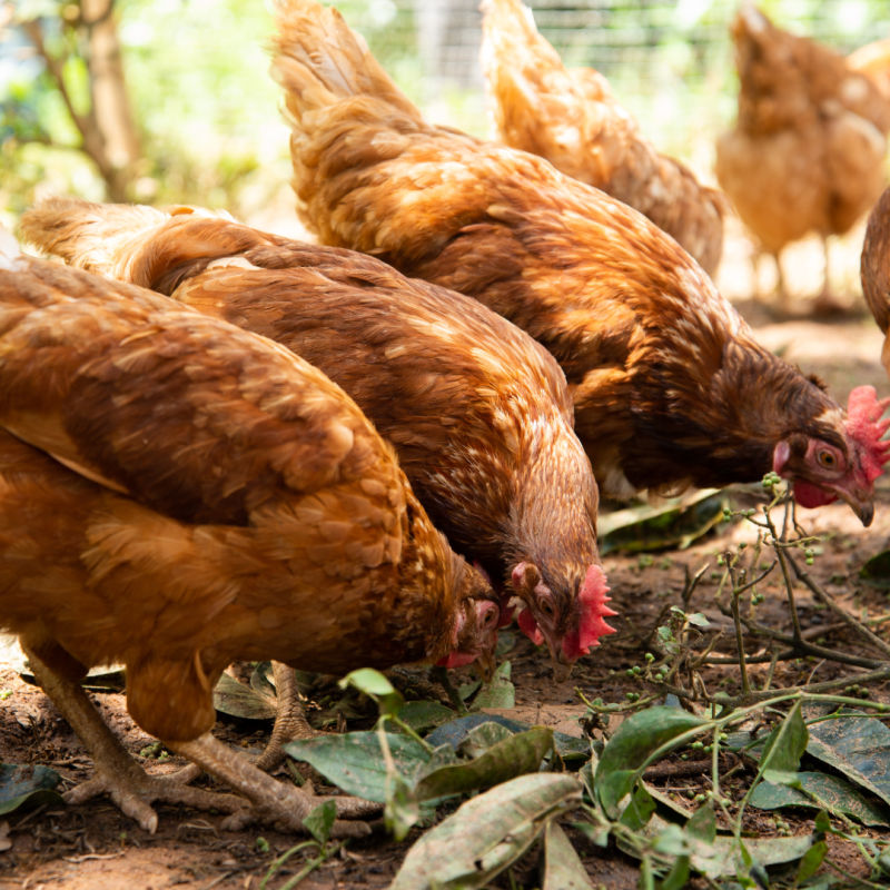 Au nevoie găinile de o schimbare a dietei în timpul primăverii? 