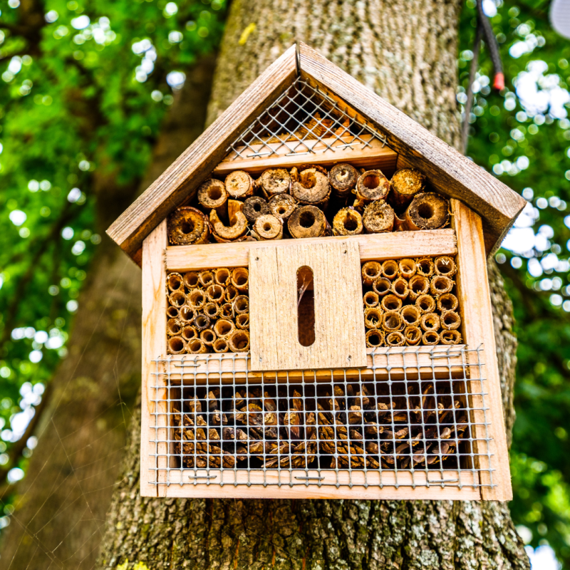 Un hotel pentru insecte