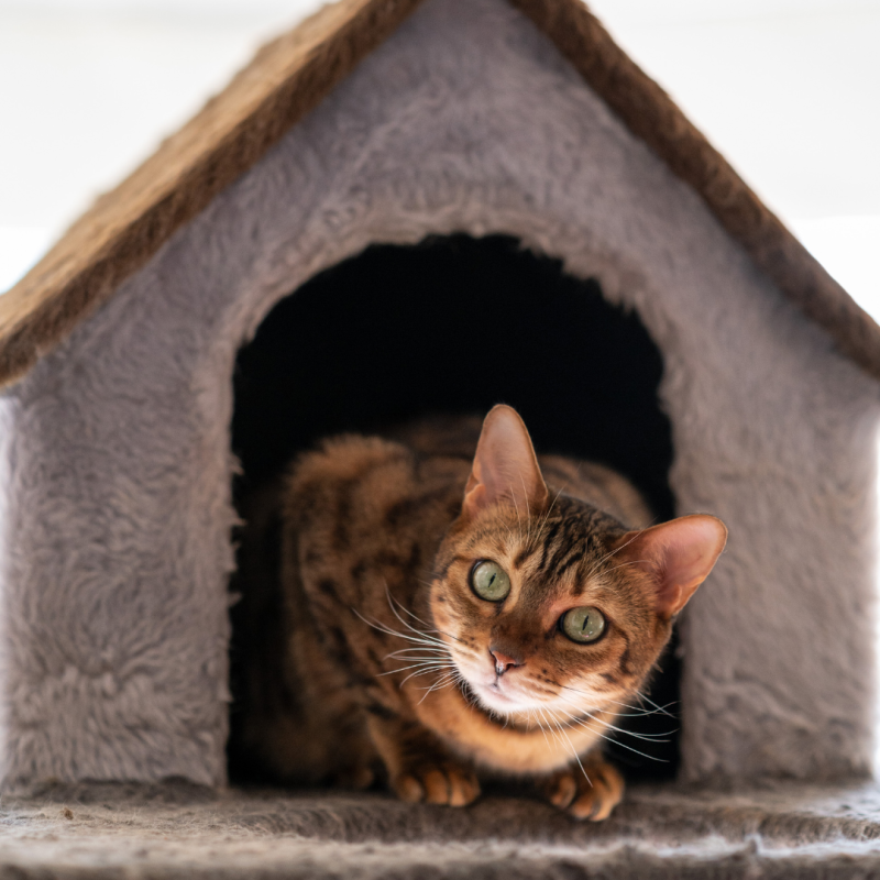 Cum să alegeți o locuință potrivită pentru pisici?