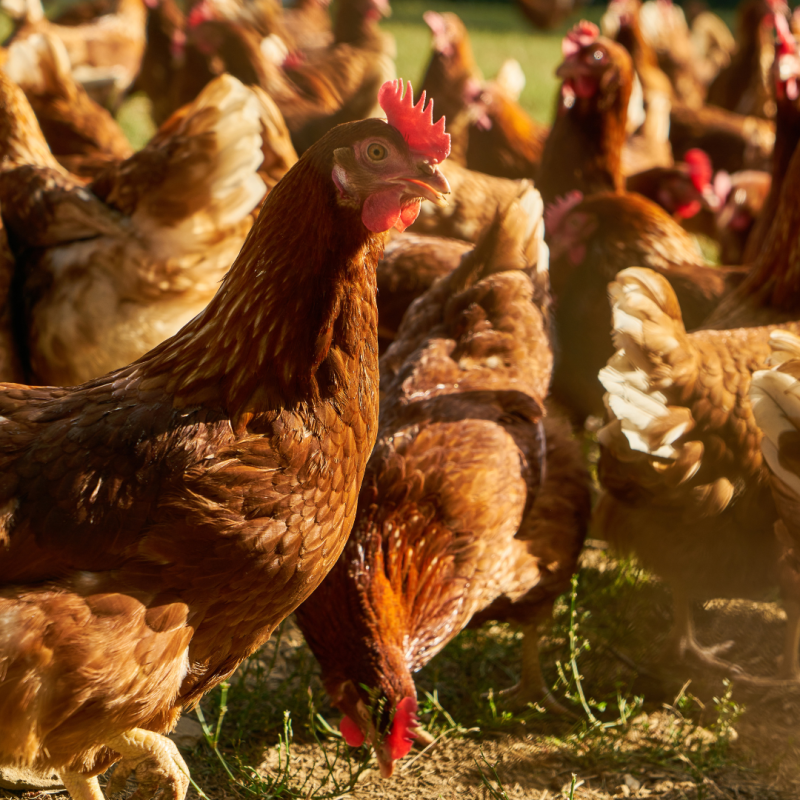 Care sunt cele mai frecvente boli care afectează găinile?