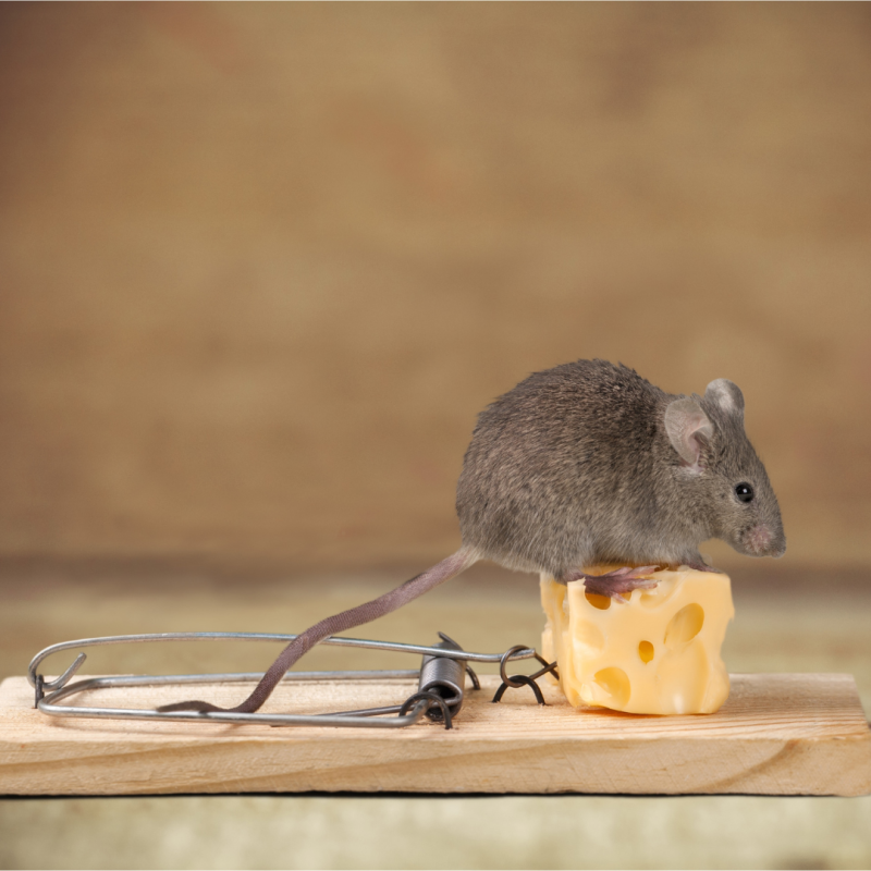 Cum să scapi de șoarecii din casă?