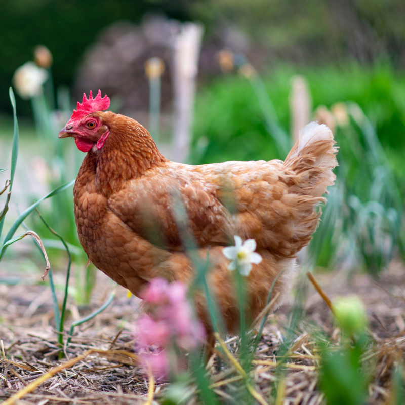 Cum să adaptăm creșterea găinilor la primăvară? 