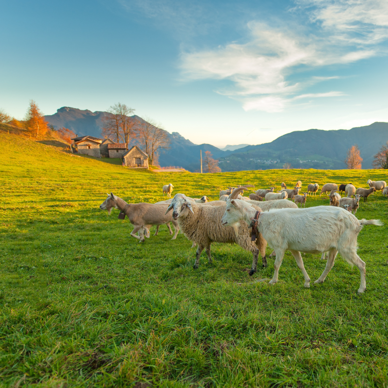 Cum să protejăm animalele de supraîncălzire?