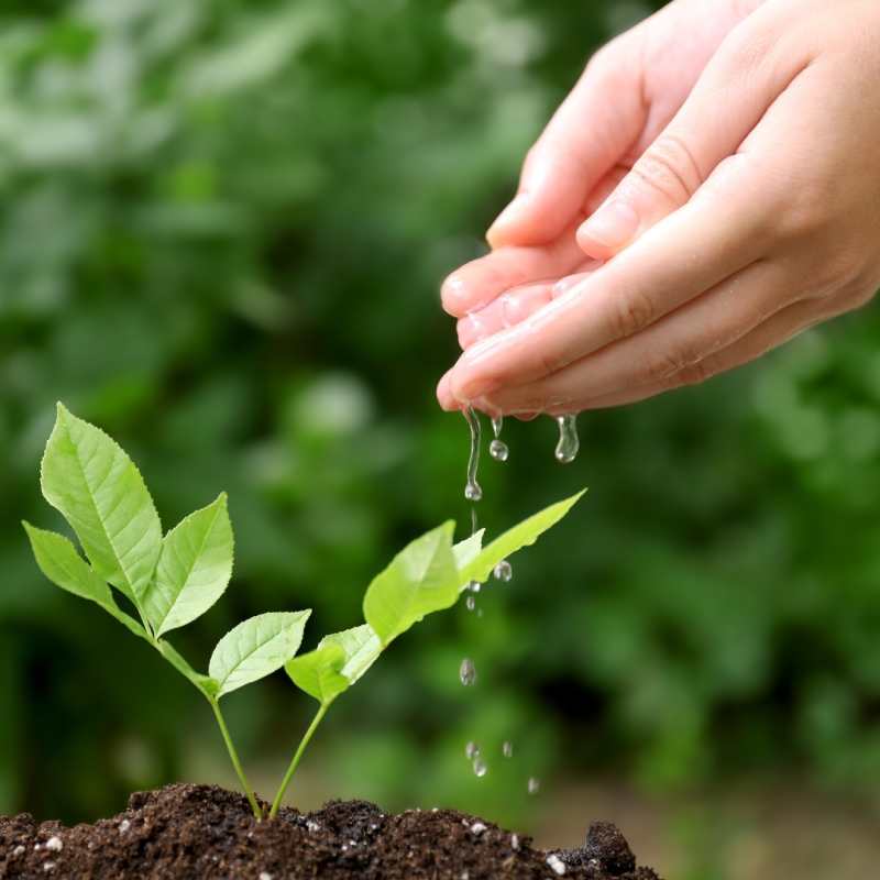 Cum se protejează plantele de căldură?