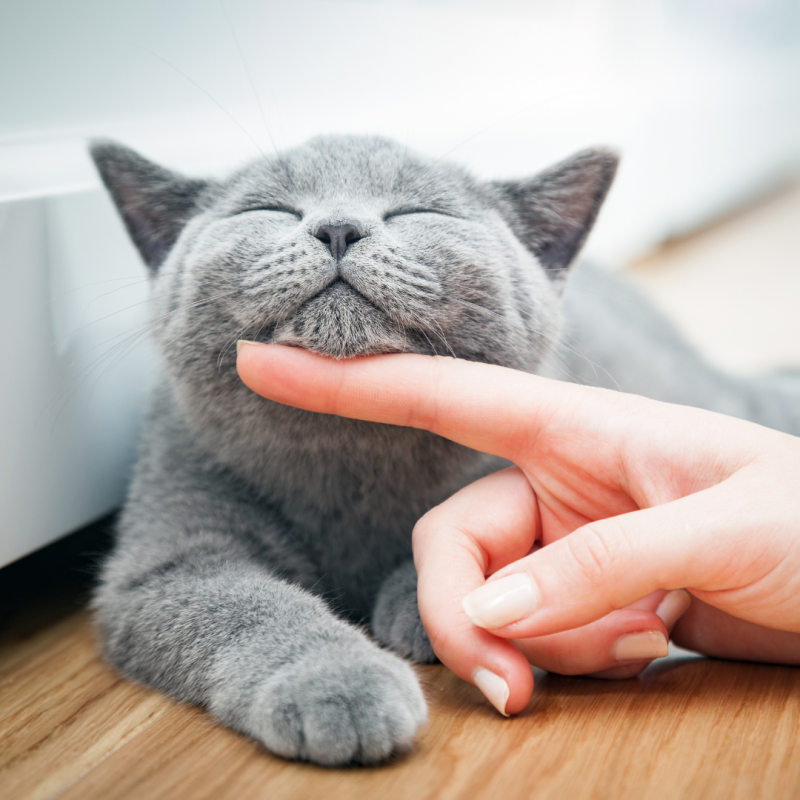 Cum să îngrijești o pisică într-un apartament
