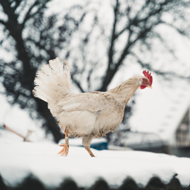 Cum să ai grijă de găini astfel încât să supraviețuiască iarna fără probleme?