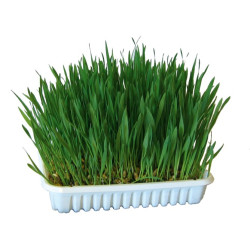 Iarbă pentru pisici în castron 100 g