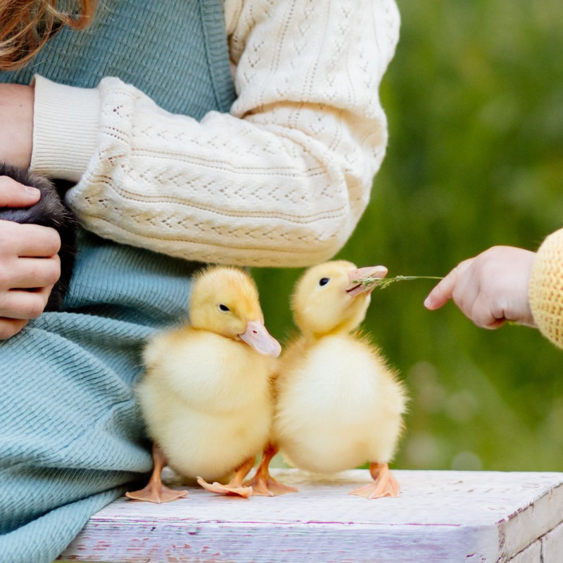 Cum să întărești imunitatea animalelor după iarnă