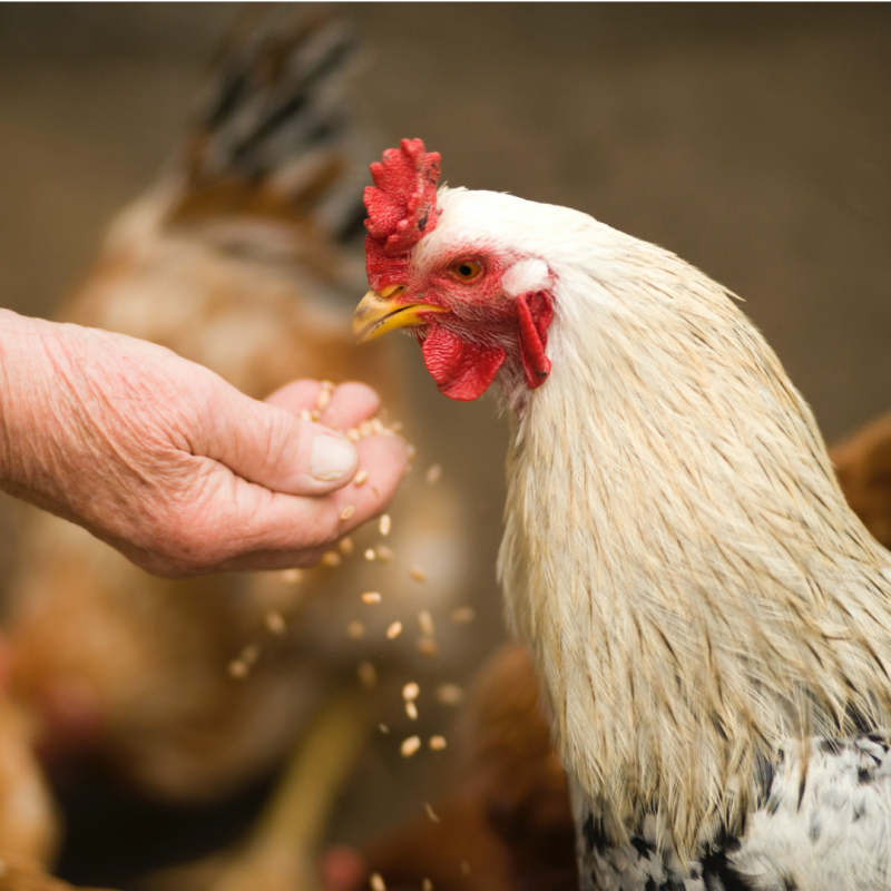 Ce să nu hrănești găinile? Sau evitați ce e mai rău