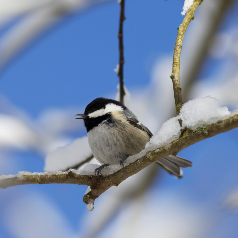 Cum supraviețuiesc păsările pe timp de iarnă
