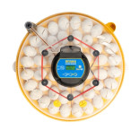 BRINSEA Maxi 48 EX Connect - incubator inteligent pentru găini, prepelițe și gâște