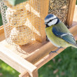 Alimentator de păsări din lemn Fermă de păsări Bird Dream