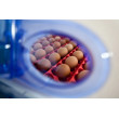 Incubator de ouă BOROTTO REAL 24