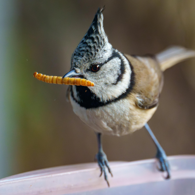 Viermi de făină: De ce niciun crescător nu ar trebui să li se împotrivească? 
