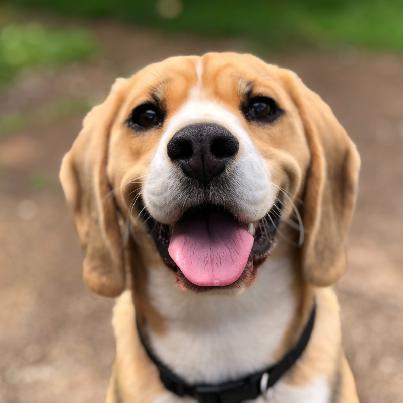 Au animalele emoții?