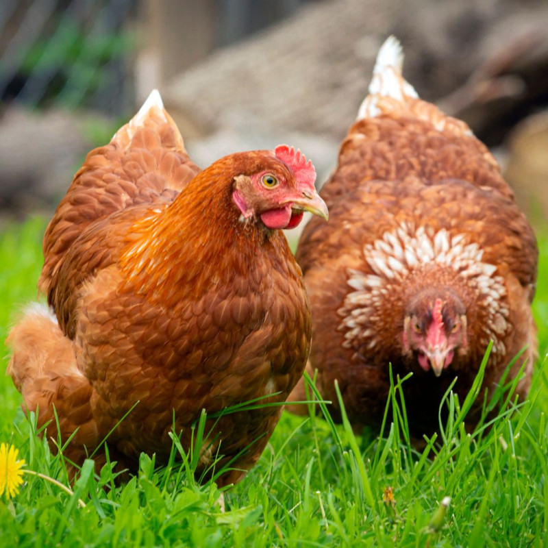 3 lucruri care îți vor economisi timpul în creșterea găinilor!