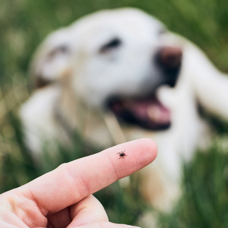 Cum să protejați animalele de companie împotriva căpușelor?