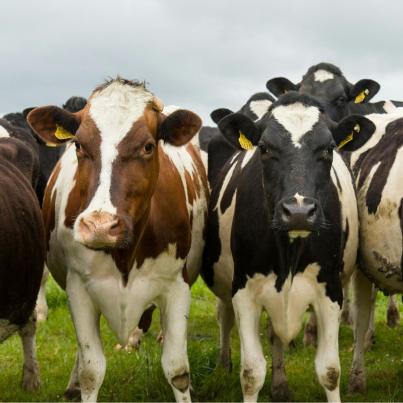 Țările europene raportează o scădere a numărului de porci și bovine. Vine Comisia Europeană cu o soluție?