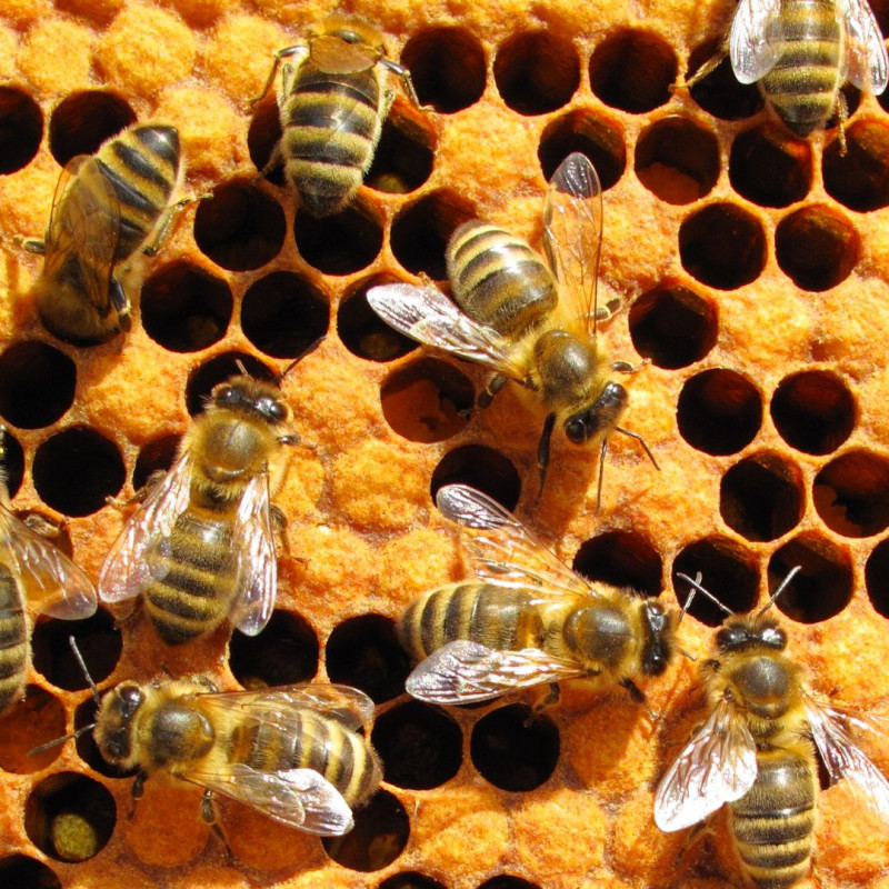 Apicultura în septembrie: ce nu ar trebui să uite apicultorii?