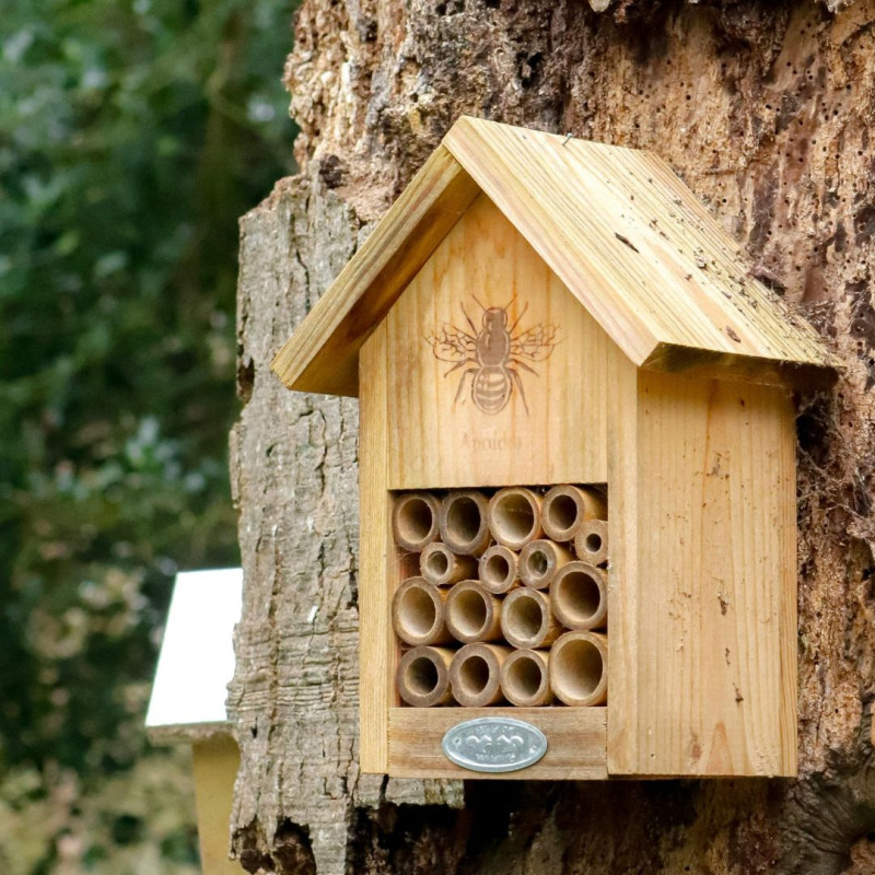 Apicultura în octombrie: ce nu trebuie uitat înainte de iarnă?