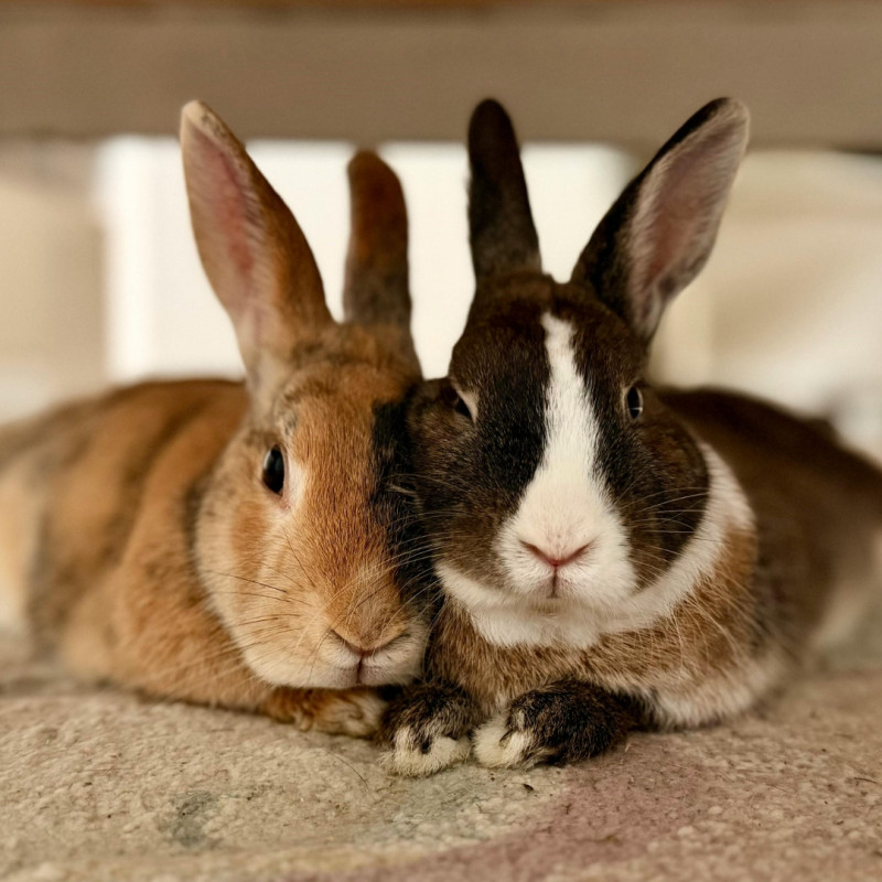 Cum să crești iepurii primăvara