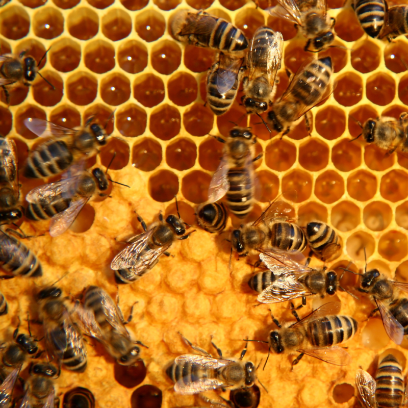 Apicultură: totul pentru începători