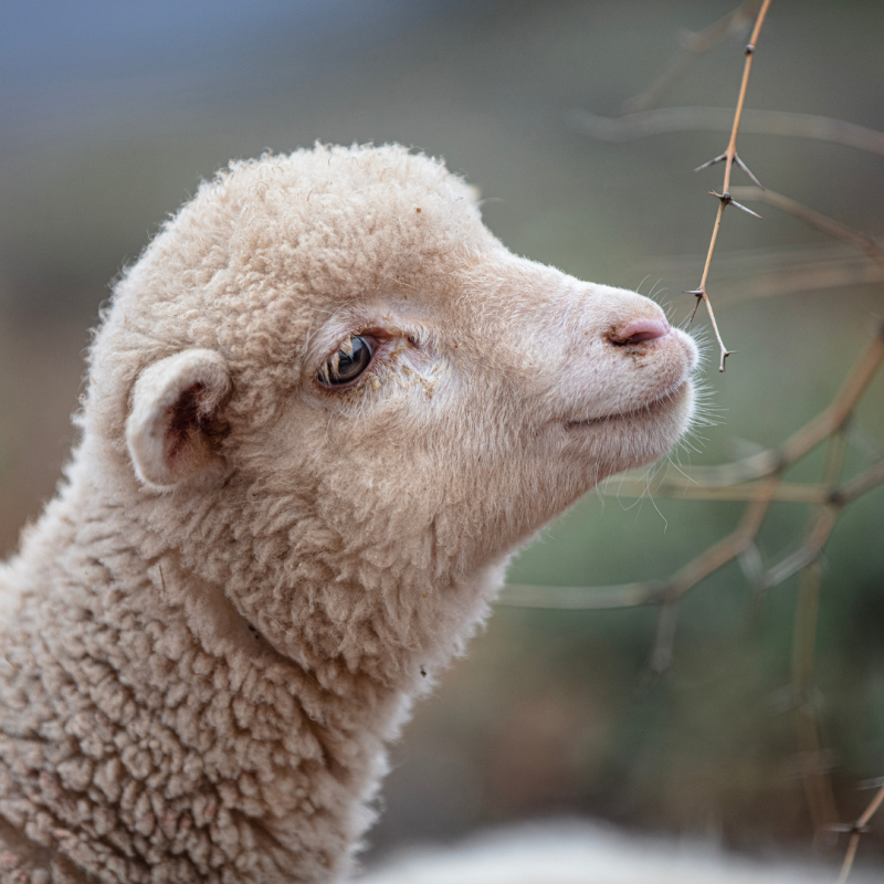 Ce tip de lână să alegi? Comparație între alpaca, cașmir, merinos și altele