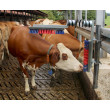 Perie de scărpinat pentru bovine Euro Farm cu arc 