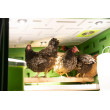 KERBL SmartCoop iluminat LED pentru cotețul de găini