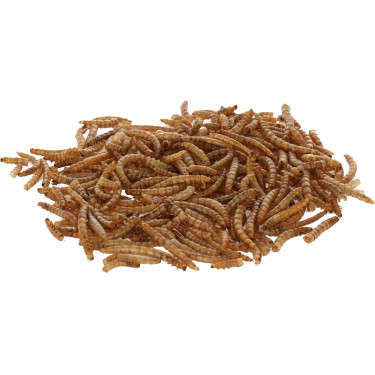 Larve uscate de Tenebrio molitor, 900 g, Kerbl