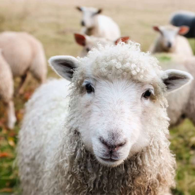 Cum recunoaștem căldurile la diferite specii de animale?