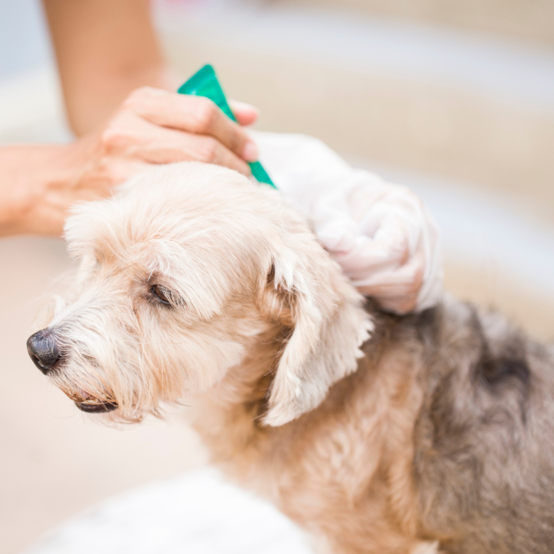 De ce sunt importante antiparazitarele pentru animalele noastre de companie?