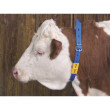 Numere de plastic TOP pentru bovine, curele de gât