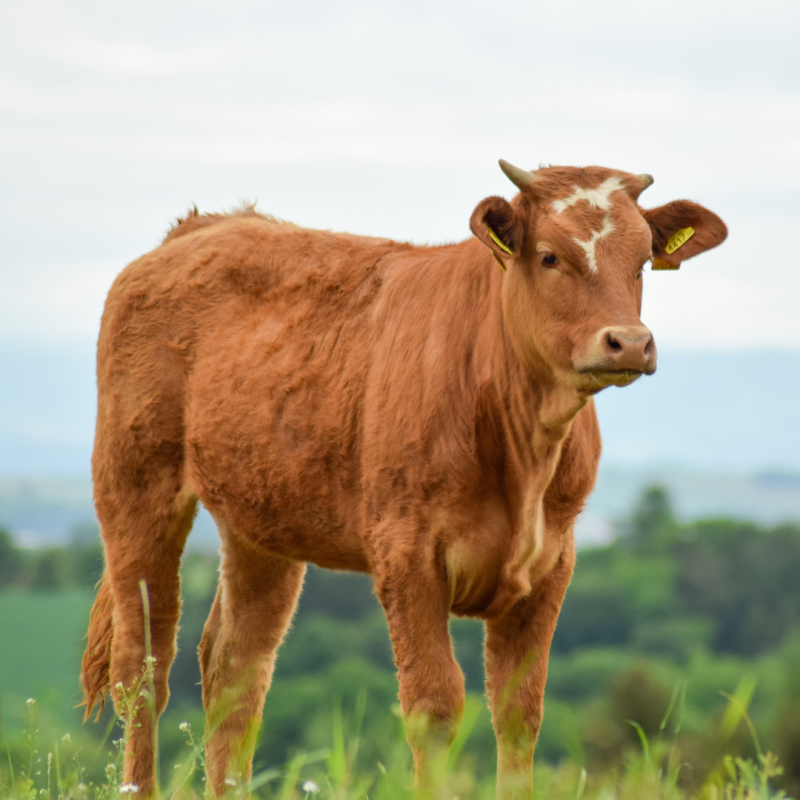 Cum să îngrijești copitele vitelor sau să previi bolile