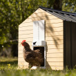 Ușă automată pentru coteț RUN-CHICKEN T50
