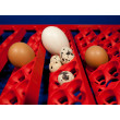 Incubator de ouă BOROTTO REAL 49