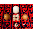 Incubator de ouă BOROTTO REAL 24