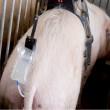 Stimulator de inseminare Stimulus, pentru scroafe