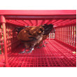Cutie de transport pentru păsări vii CRATE MOD B2 - 95,5x57x32,5cm