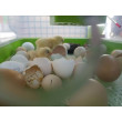 Incubator de ouă CIMUKA PD60H