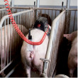 Stimulator de inseminare Stimulus, pentru scroafe