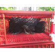Cutie de transport pentru păsări vii CRATE MOD B2 - 95,5x57x32,5cm