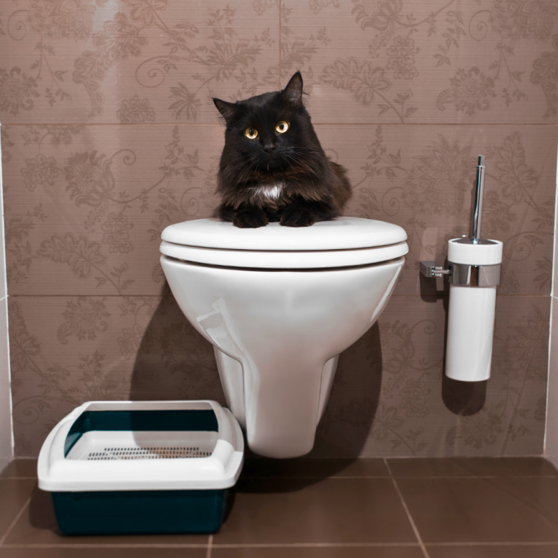 Cum să înveți pisica să folosească toaleta umană