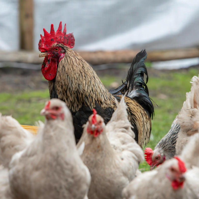 Metodele de creștere a păsărilor