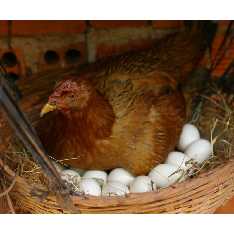 Găinile ouătoare: ce rase fac cele mai multe ouă