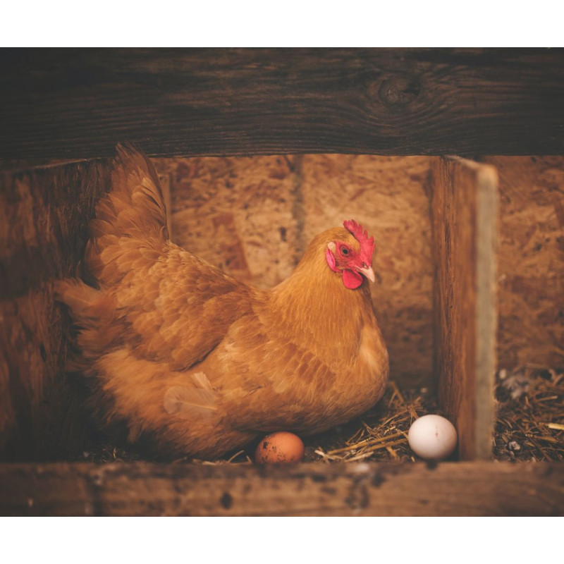 Selectarea și amplasarea corectă a cuibului  de ouat pentru găini