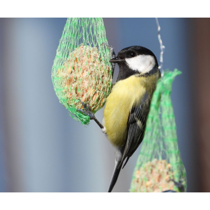 Mâncare pentru păsările de exterior sau ce să punem în hrănitoare